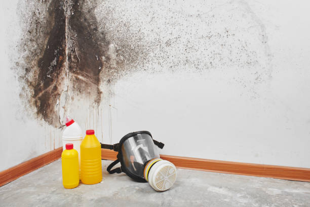 Mold Testing and Removal in Capitola, CA