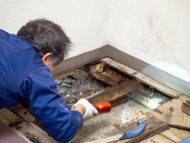 Best Emergency Mold Removal  in Pitola, CA