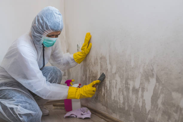 Best Professional Mold Removal  in Pitola, CA