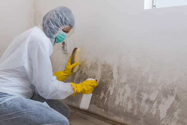 Best Affordable Mold Removal  in Pitola, CA
