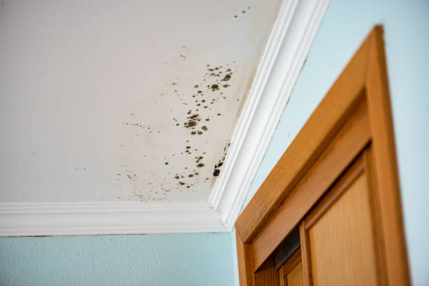 Reliable Capitola, CA Mold Removal Solutions