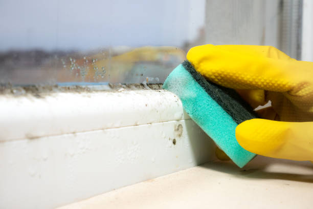 Best Mold Remediation Services  in Pitola, CA