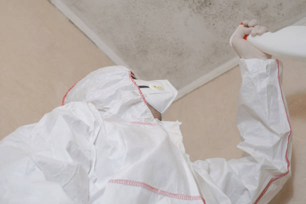Best Black Mold Removal  in Pitola, CA
