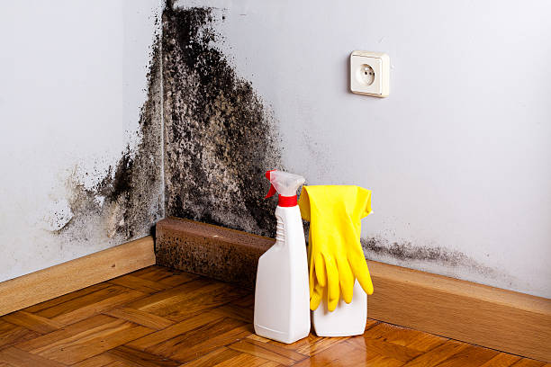 Best Mold Testing  in Pitola, CA