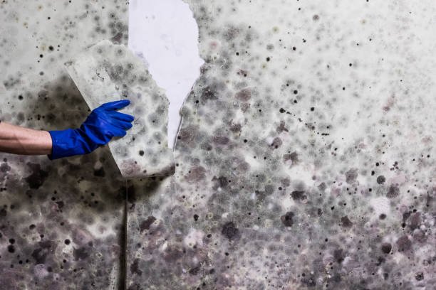 Best Attic Mold Removal  in Pitola, CA